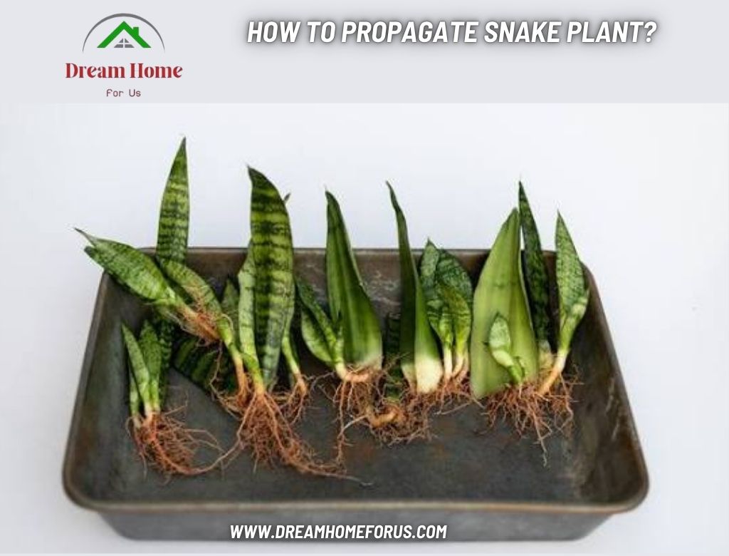 How to Propagate Snake Plant