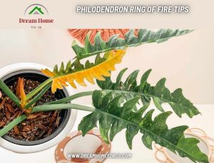 Philodendron Ring of Fire Tips
